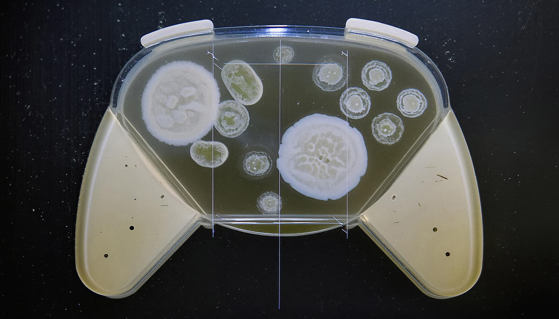 Petri dish culture